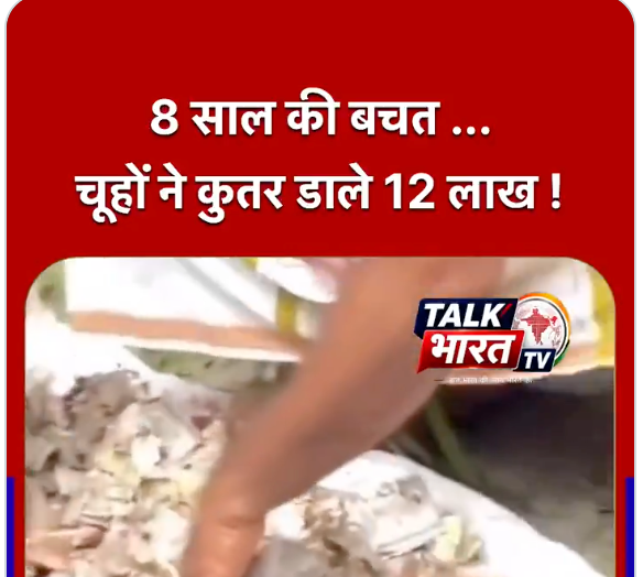 चूहों ने कुतर डाले 12 लाख!